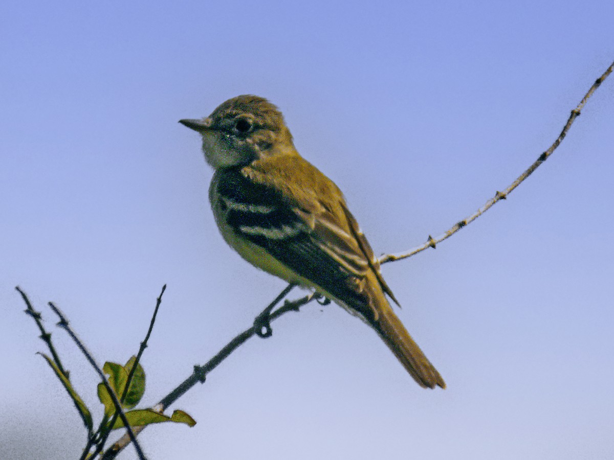 Willow Flycatcher - ML620007277