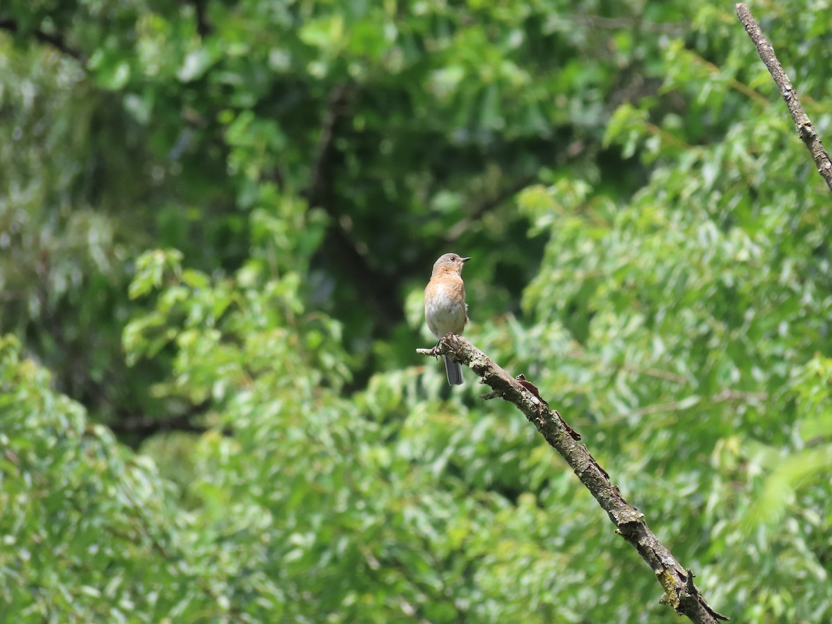 Eastern Bluebird - ML620007279