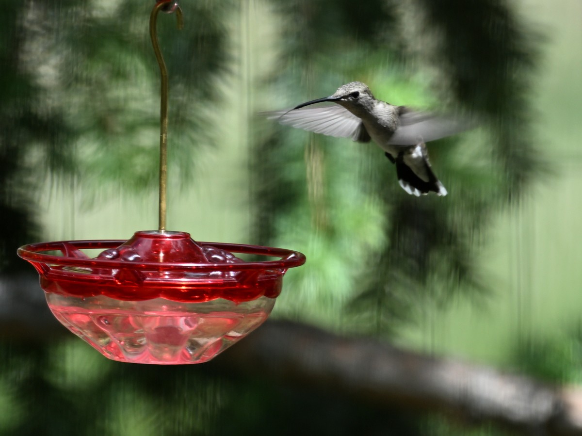 Black-chinned Hummingbird - ML620007281
