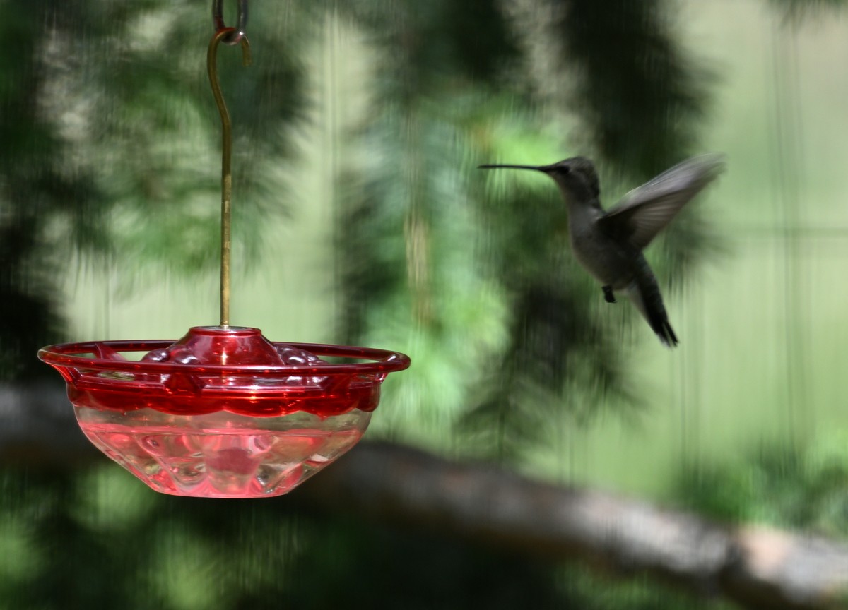 Black-chinned Hummingbird - ML620007282