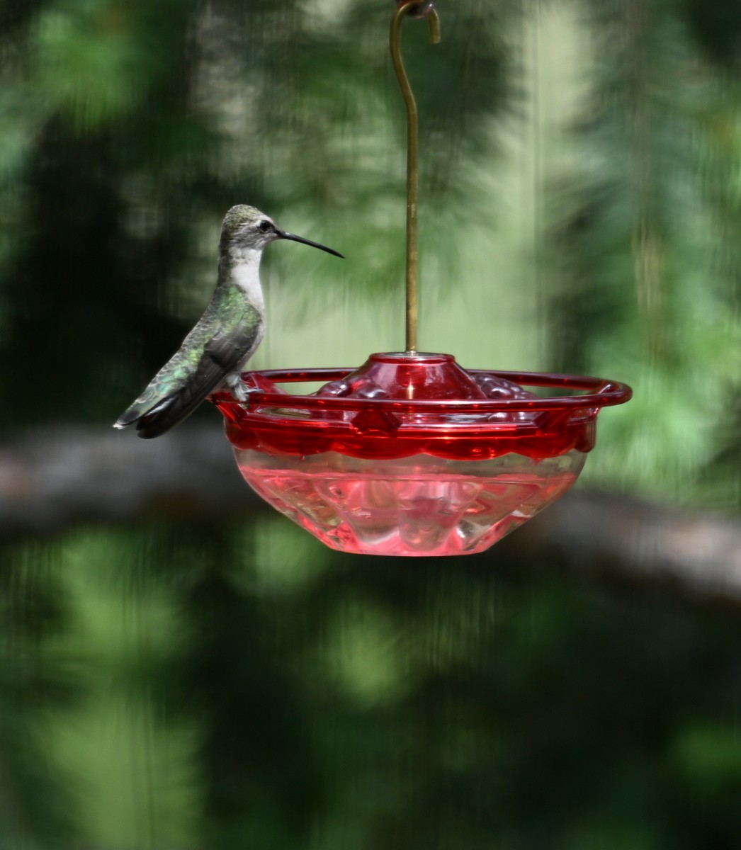 Black-chinned Hummingbird - ML620007283