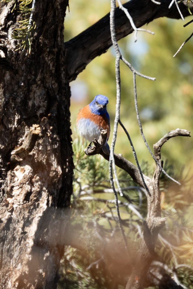 Western Bluebird - ML620007284