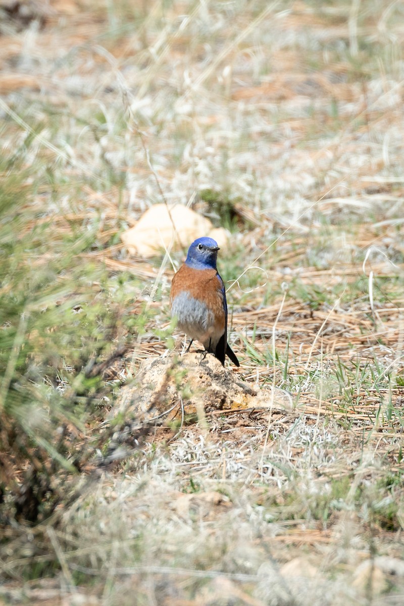 Western Bluebird - Scott Record