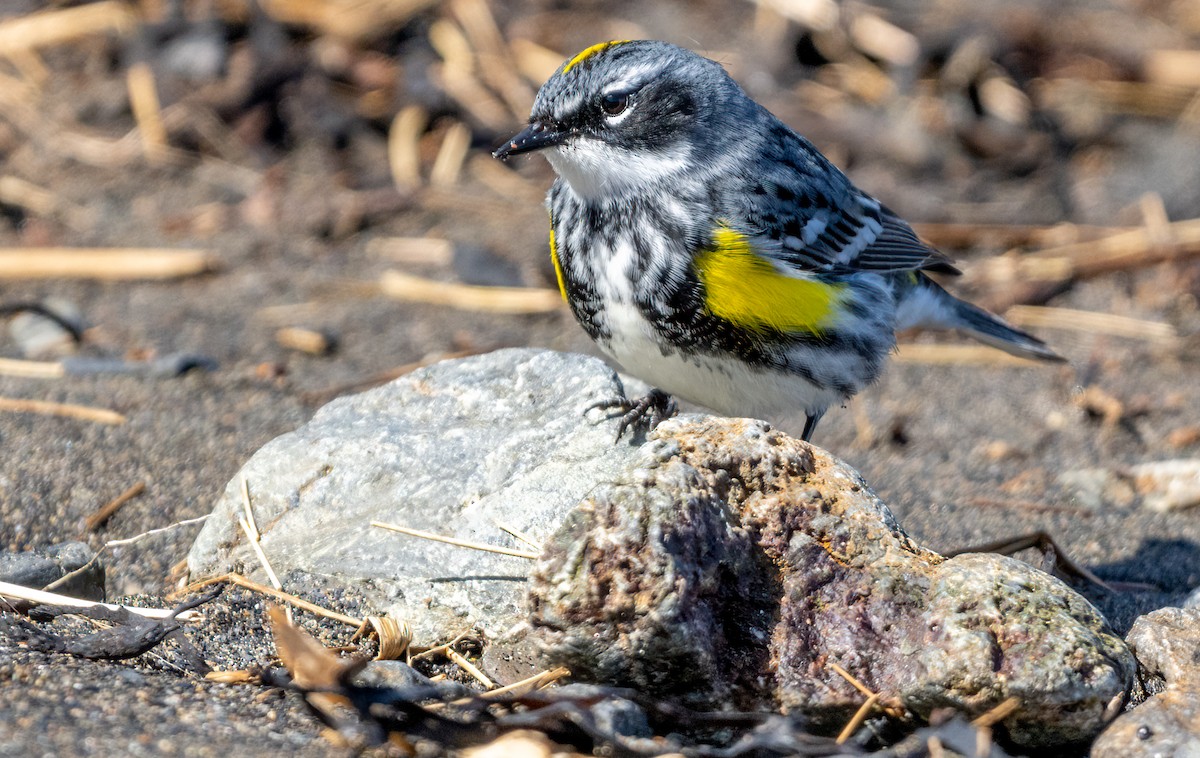 lesňáček žlutoskvrnný (ssp. coronata) - ML620007295