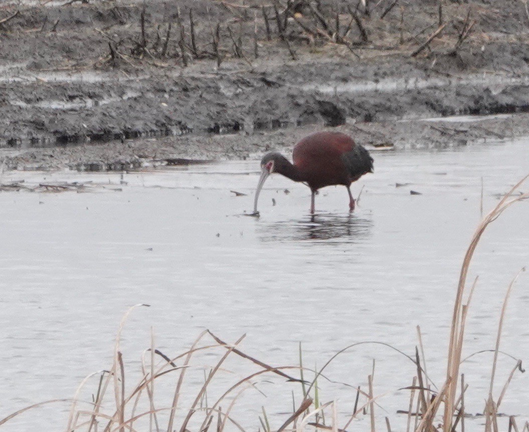 White-faced Ibis - ML620007298