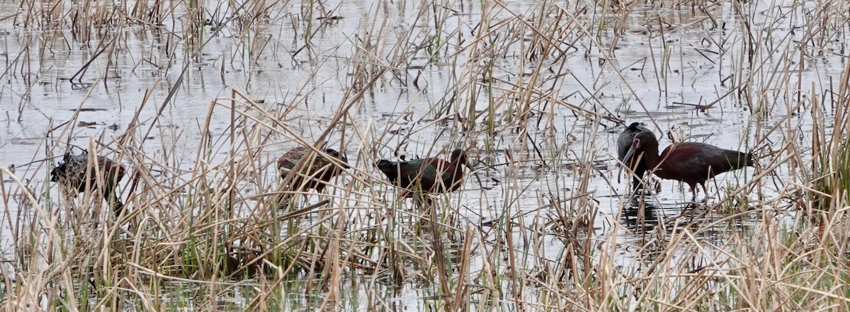 White-faced Ibis - ML620007300