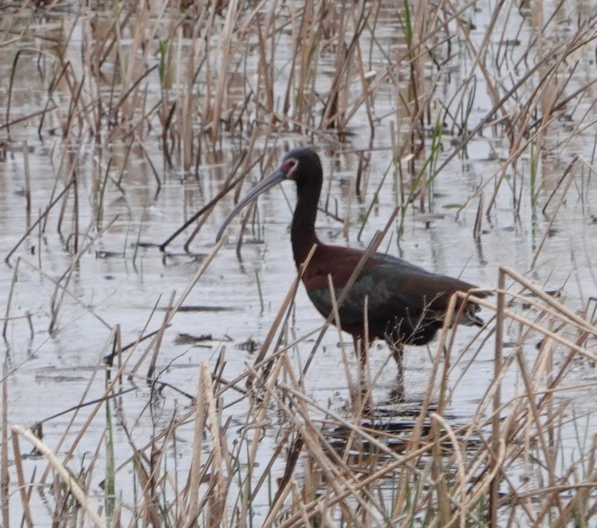 White-faced Ibis - ML620007301