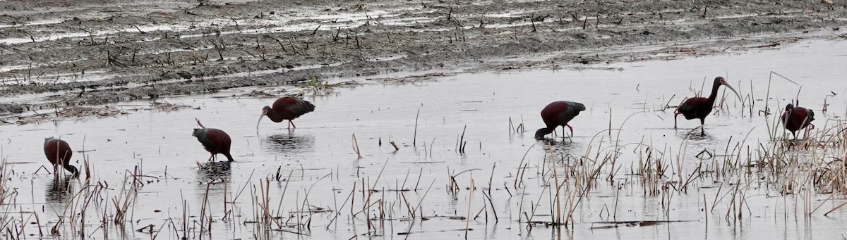 White-faced Ibis - ML620007303