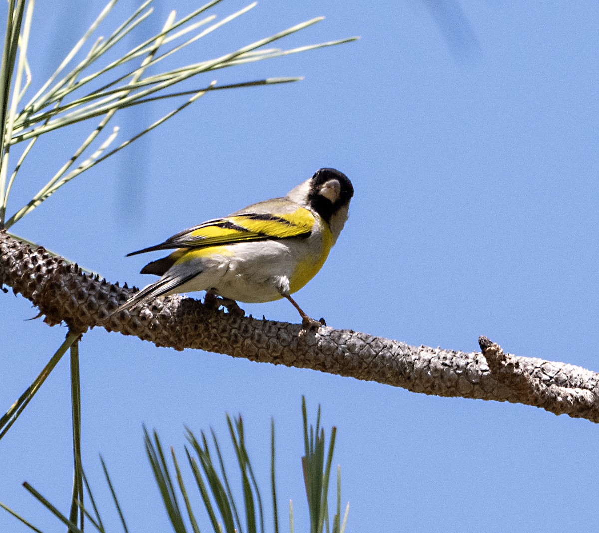 Lawrence's Goldfinch - ML620007322