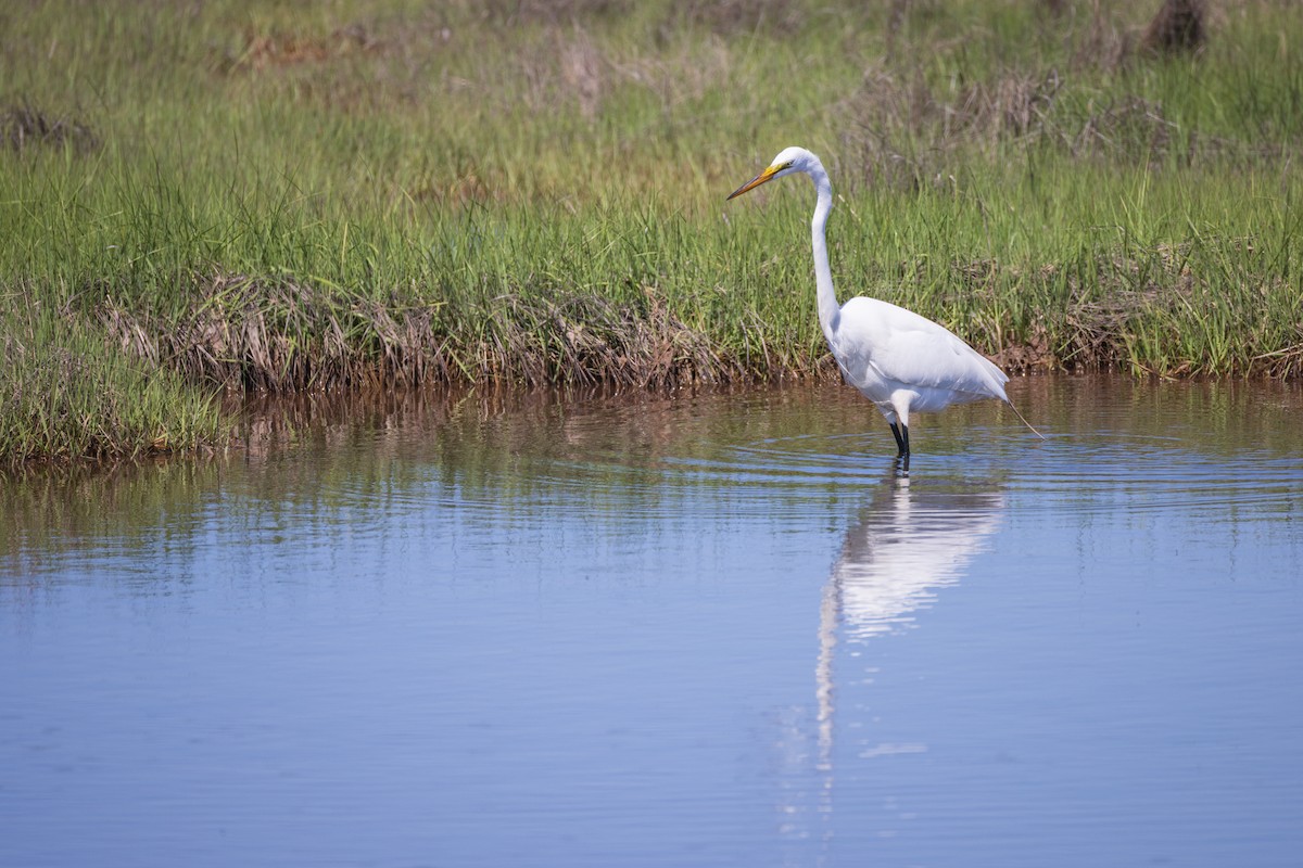 Great Egret - ML620007326