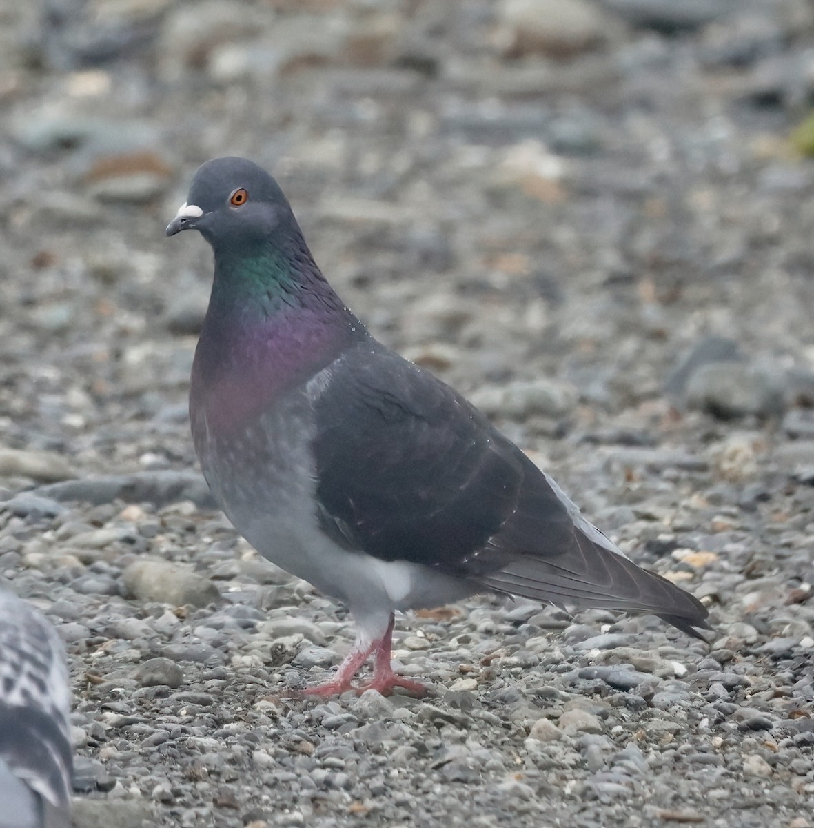 Rock Pigeon (Feral Pigeon) - ML620007329