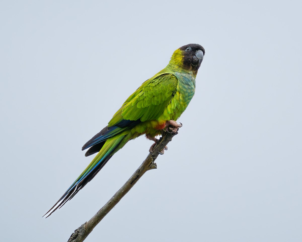 Nanday Parakeet - ML620007331