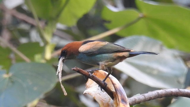 Black-backed Tanager - ML620007337