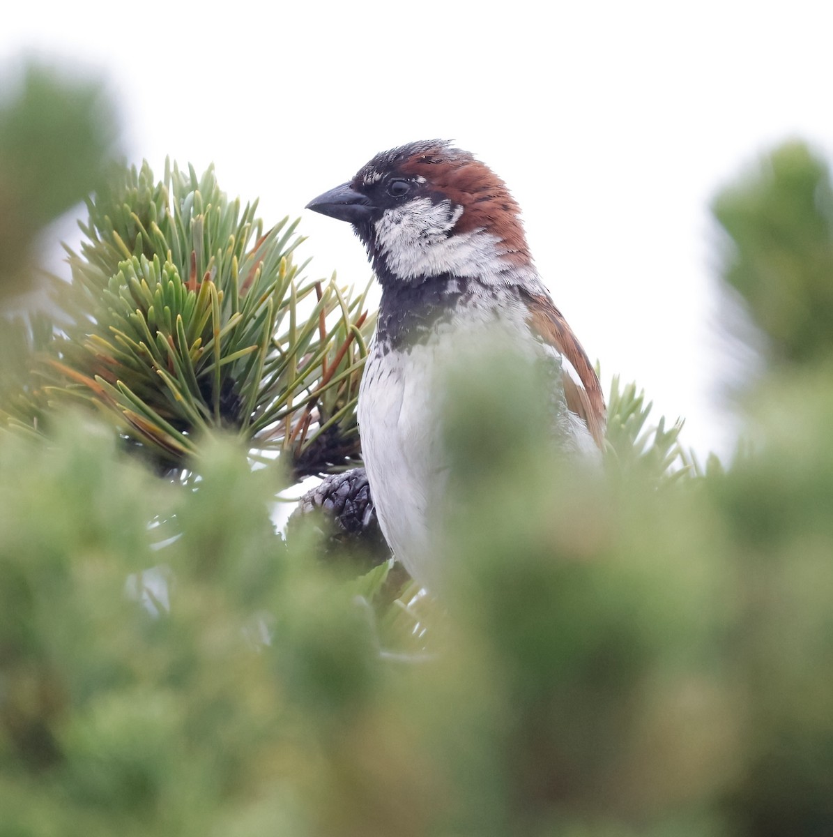 House Sparrow - ML620007344