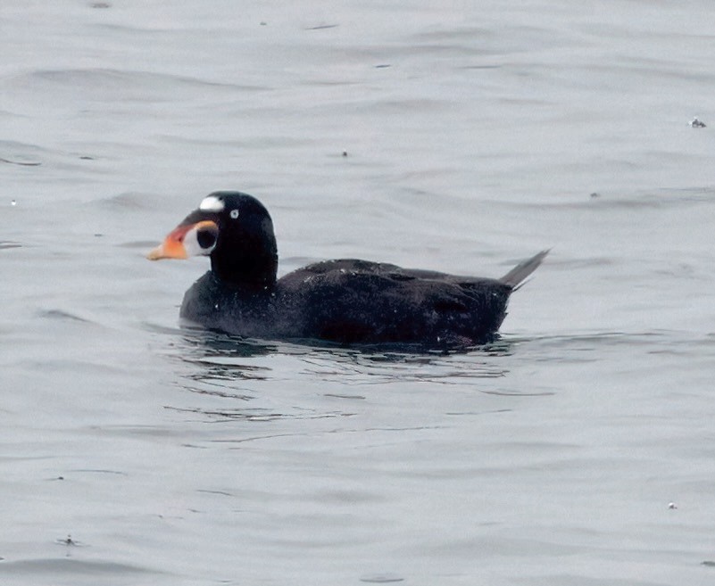 Surf Scoter - ML620007346