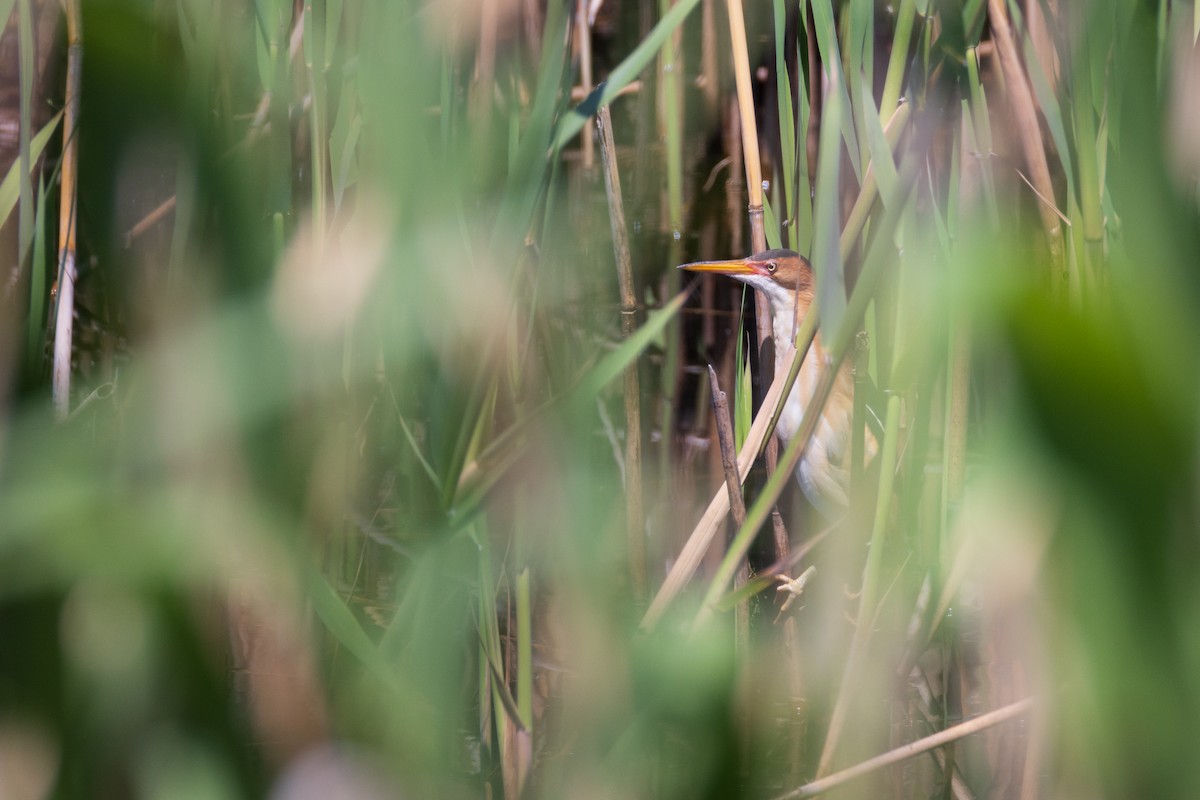 Least Bittern - ML620007348