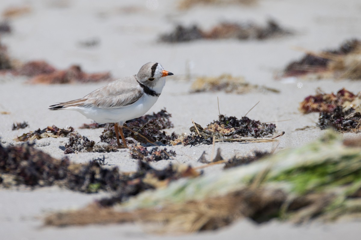 Piping Plover - ML620007352