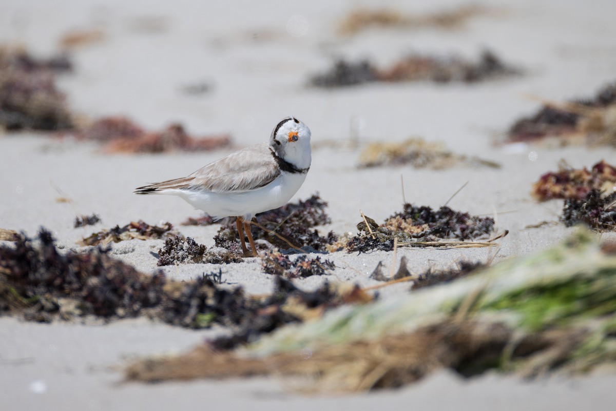 Piping Plover - ML620007353