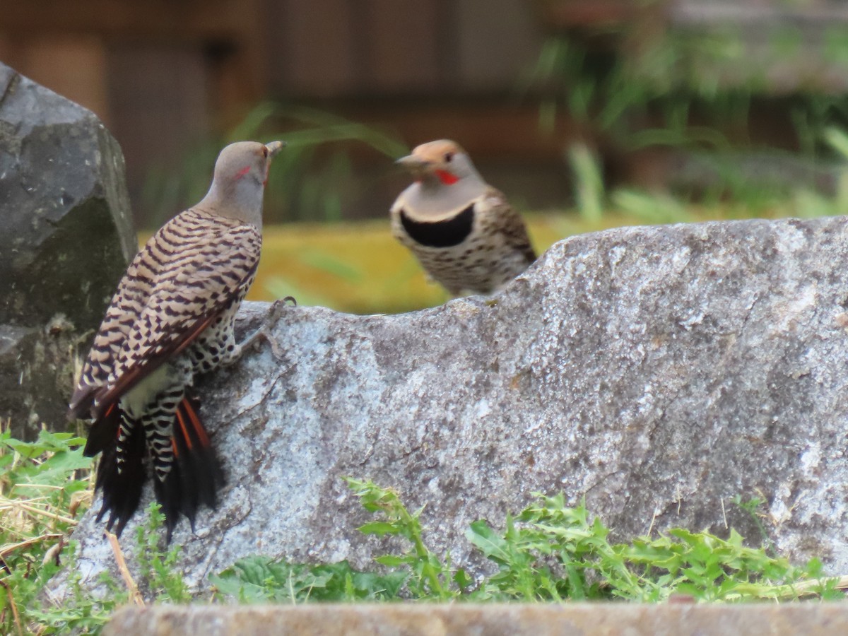 Northern Flicker (Yellow-shafted x Red-shafted) - ML620007358