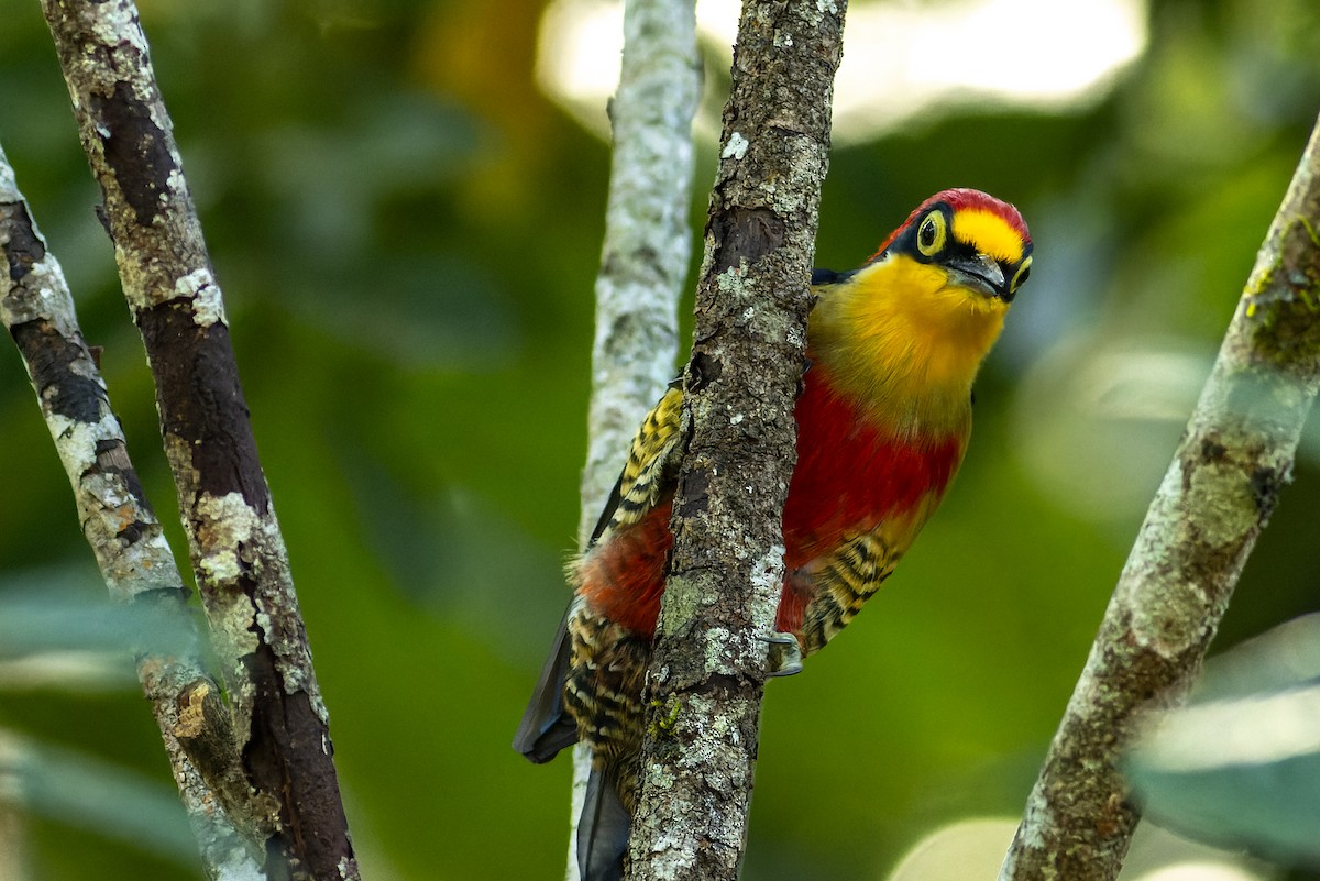 Yellow-fronted Woodpecker - ML620007361