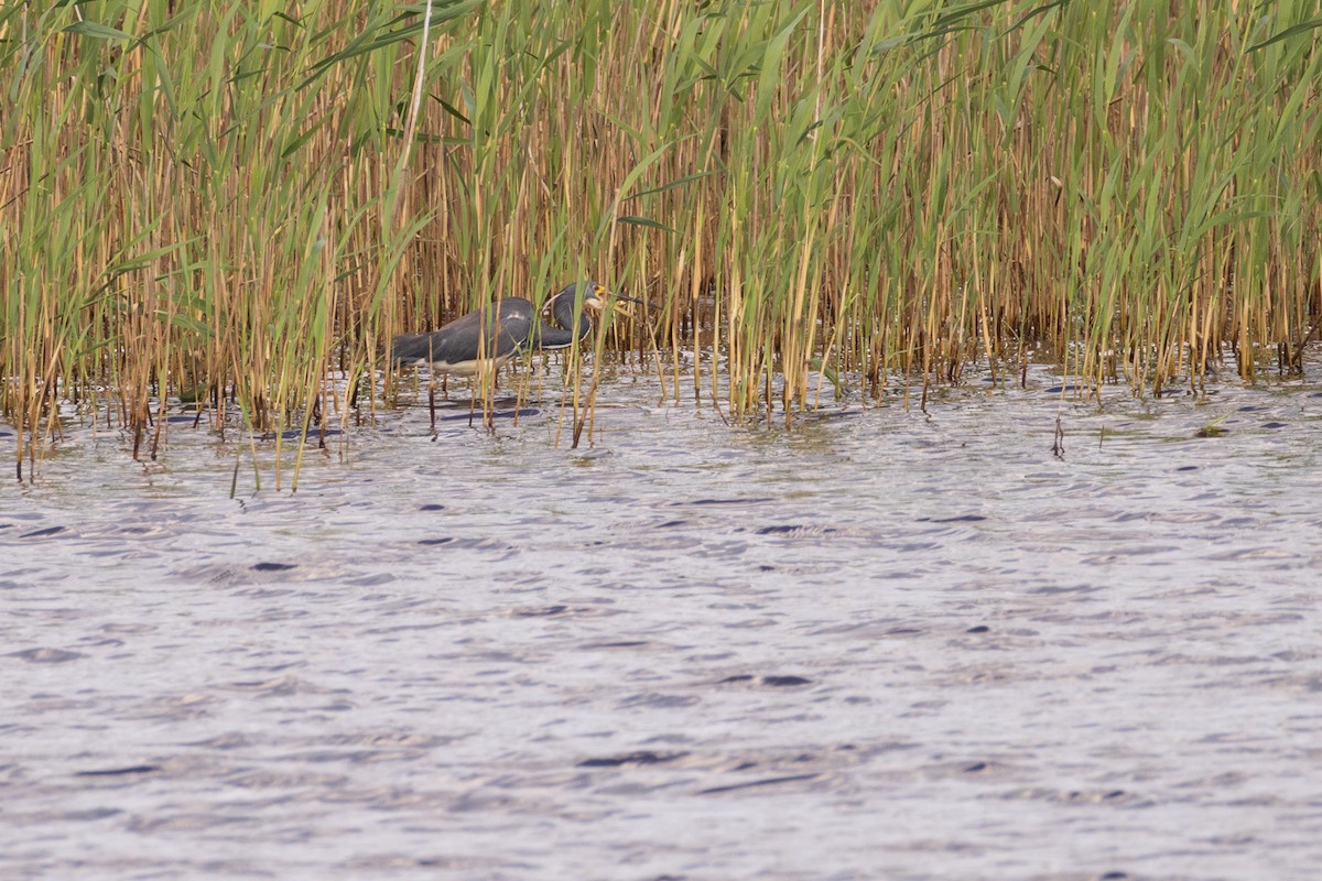 Tricolored Heron - ML620007370