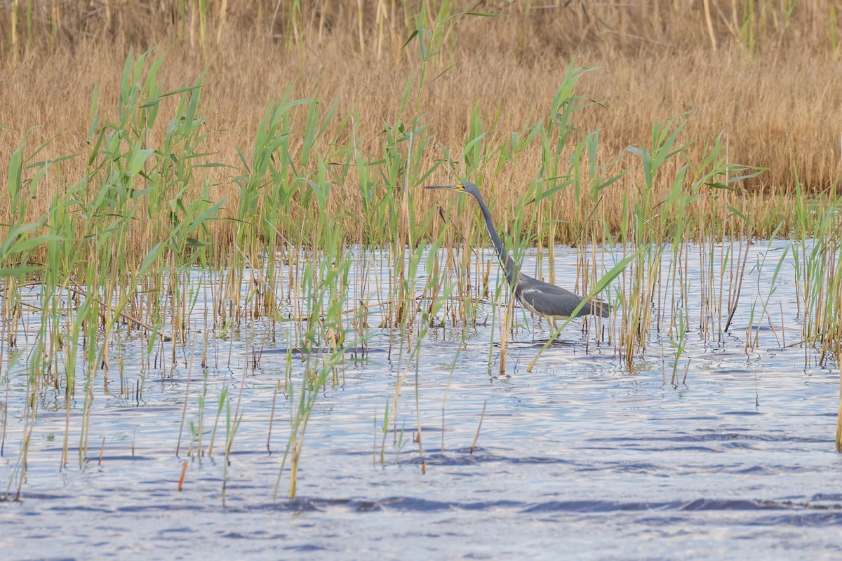 Tricolored Heron - ML620007371