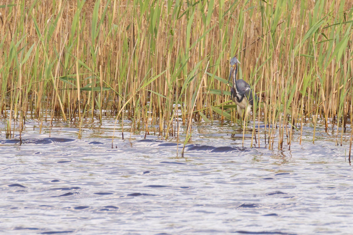 Tricolored Heron - ML620007373