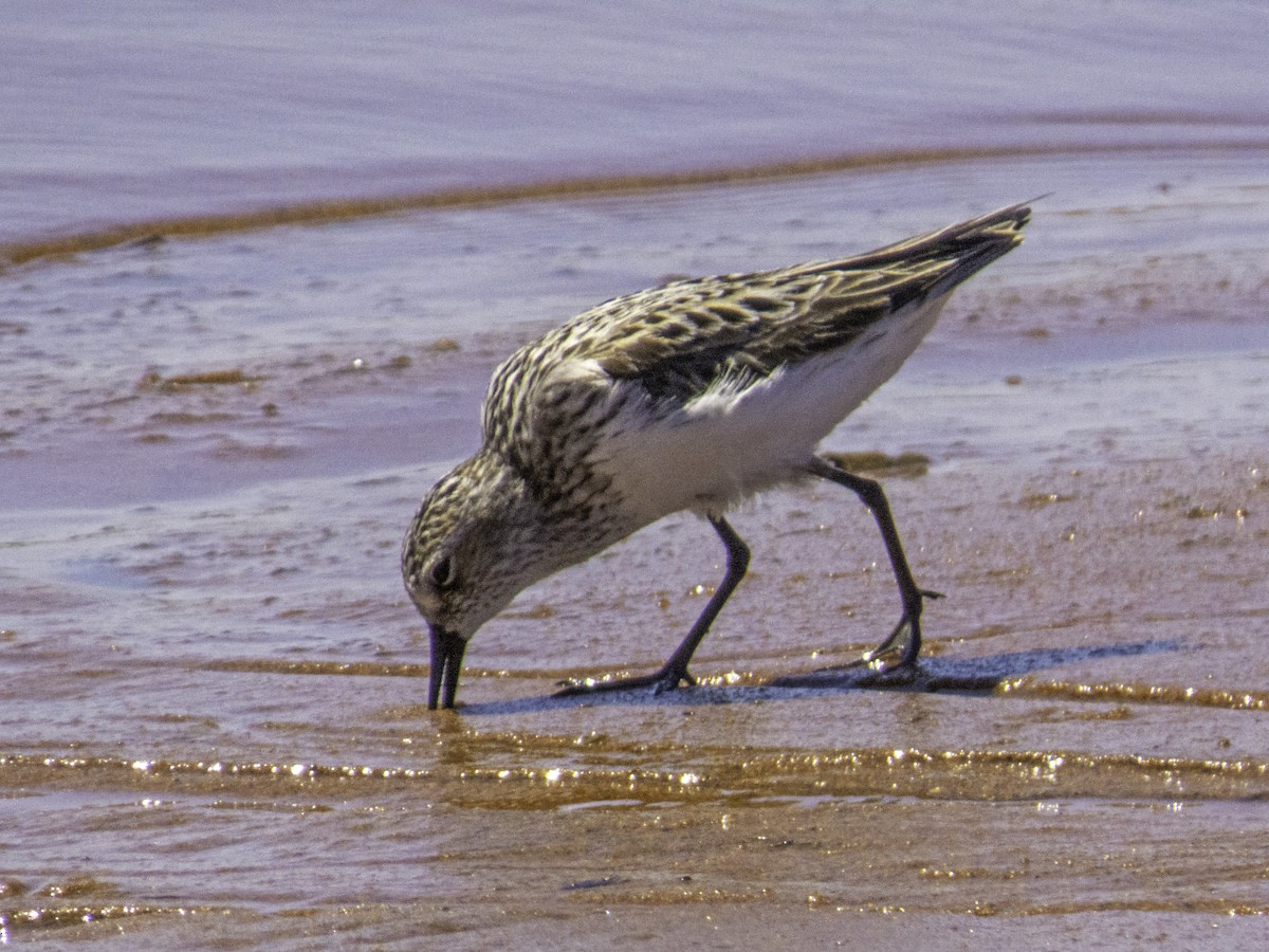 Semipalmated Sandpiper - ML620007408