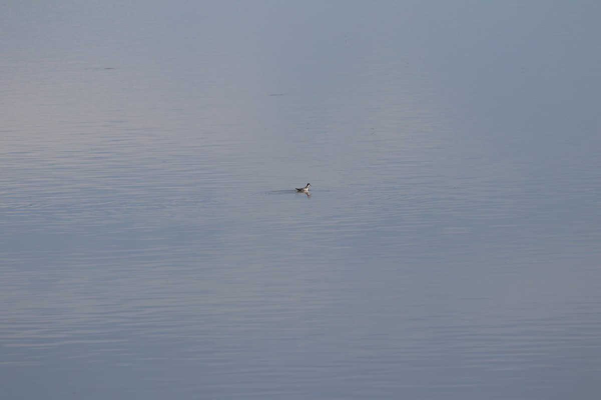 Нарийн сэлээхэй - ML620007409