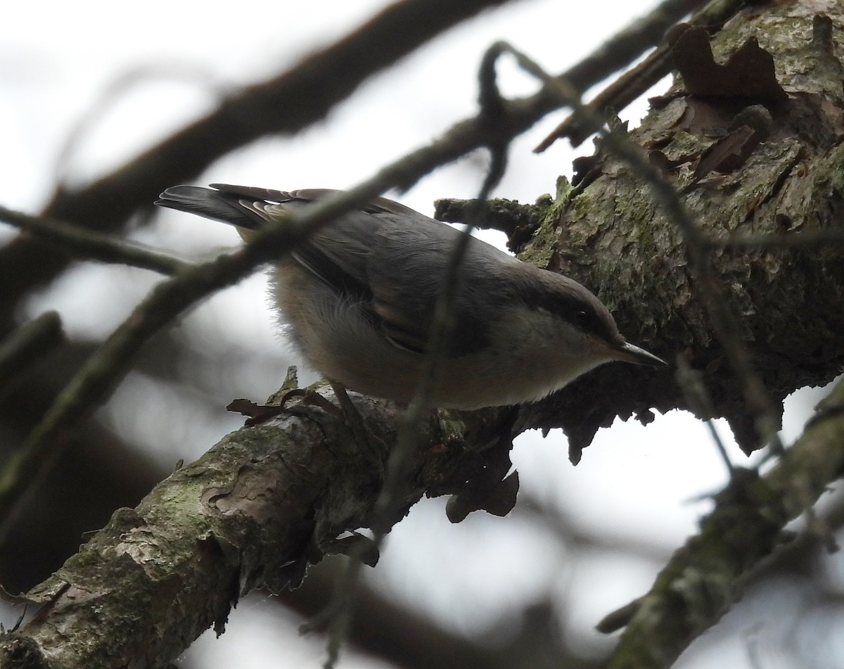 Brown-headed Nuthatch - ML620007411