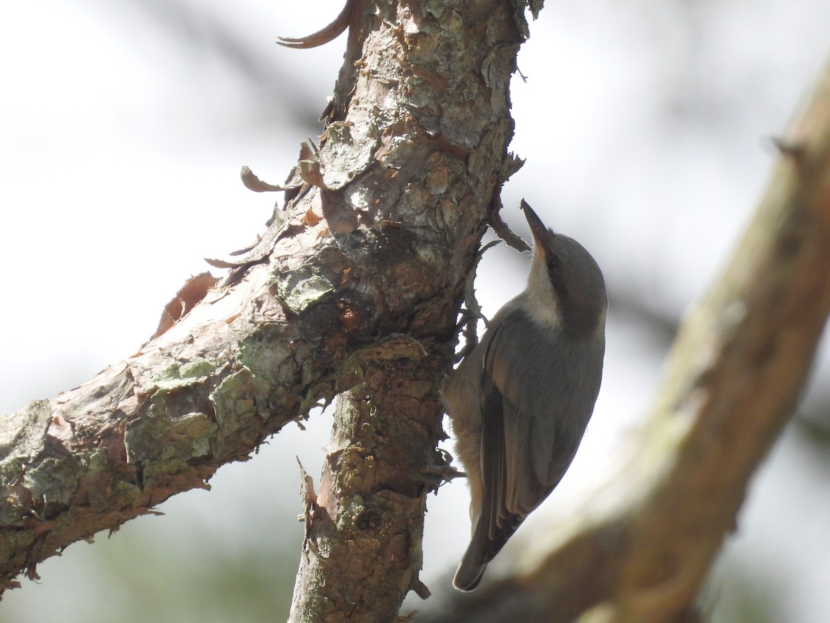 Brown-headed Nuthatch - ML620007412