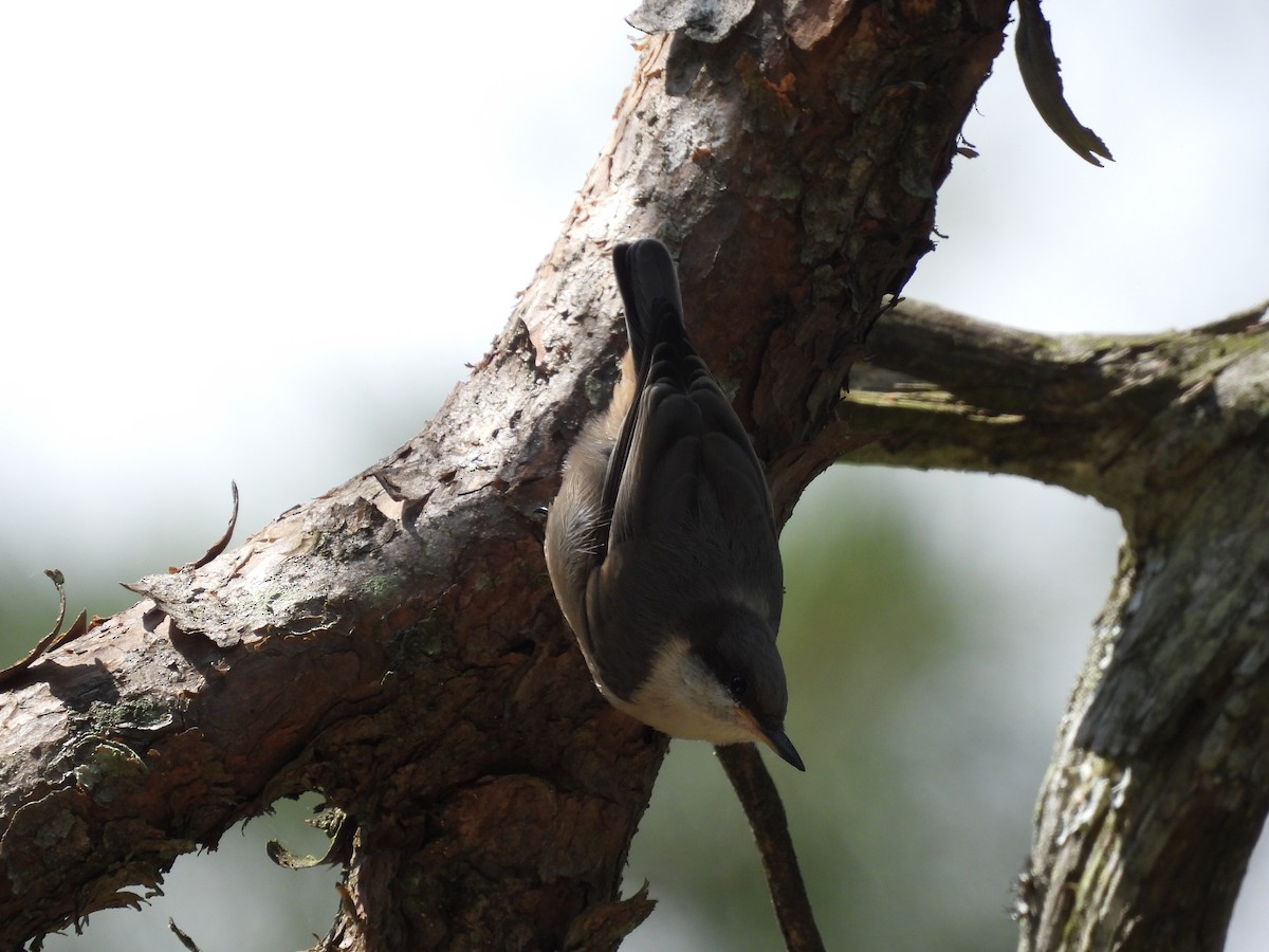 Brown-headed Nuthatch - ML620007413