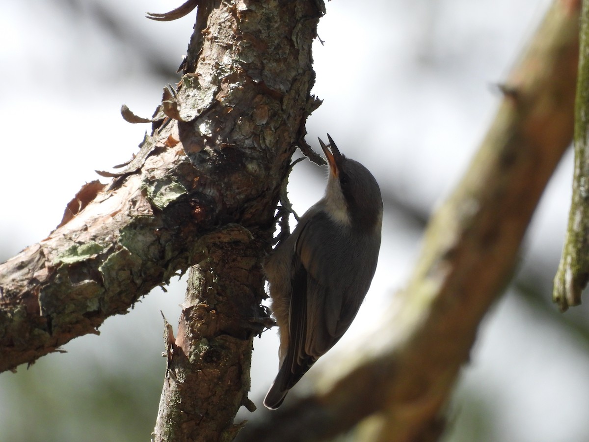 Brown-headed Nuthatch - ML620007414