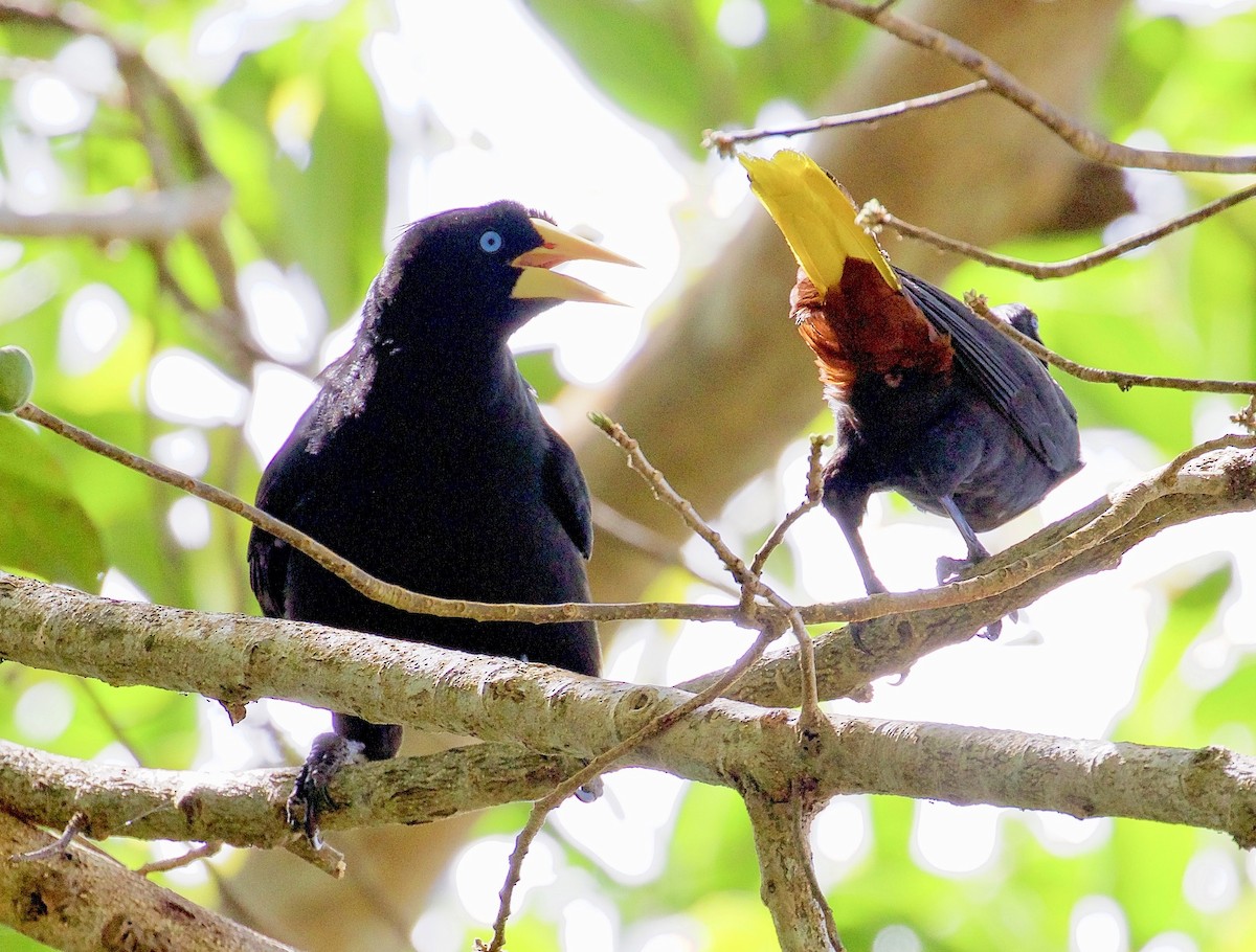 Crested Oropendola - ML620007417