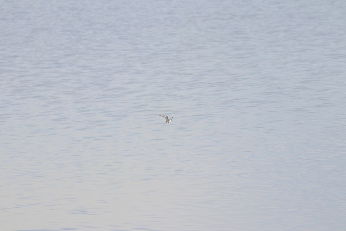 Нарийн сэлээхэй - ML620007418