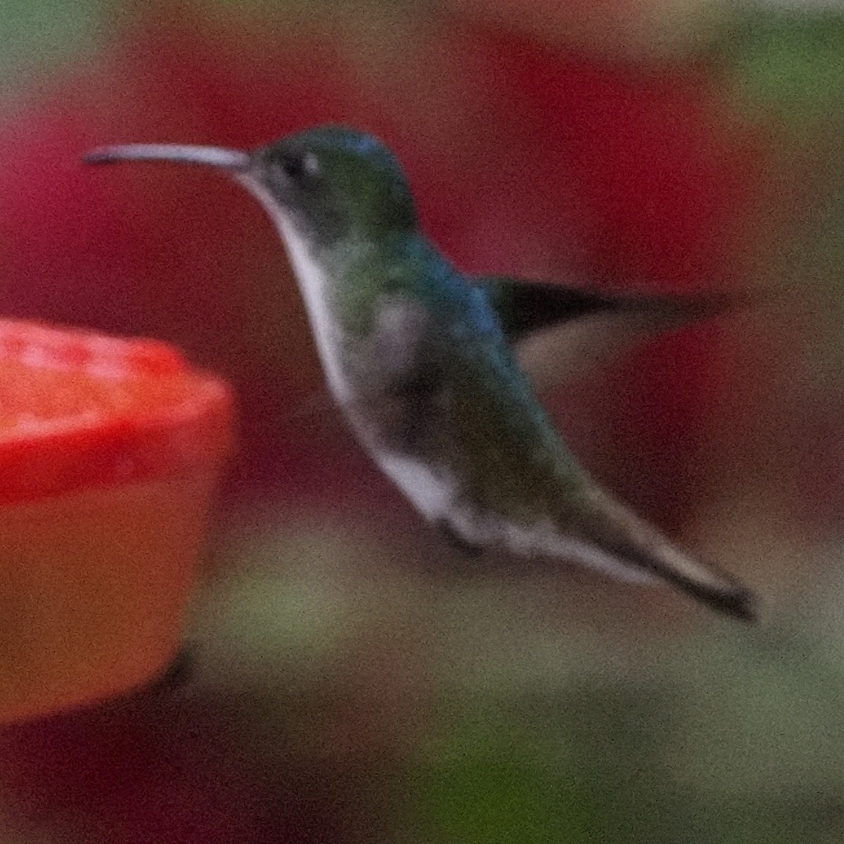 kolibřík andský - ML620007419