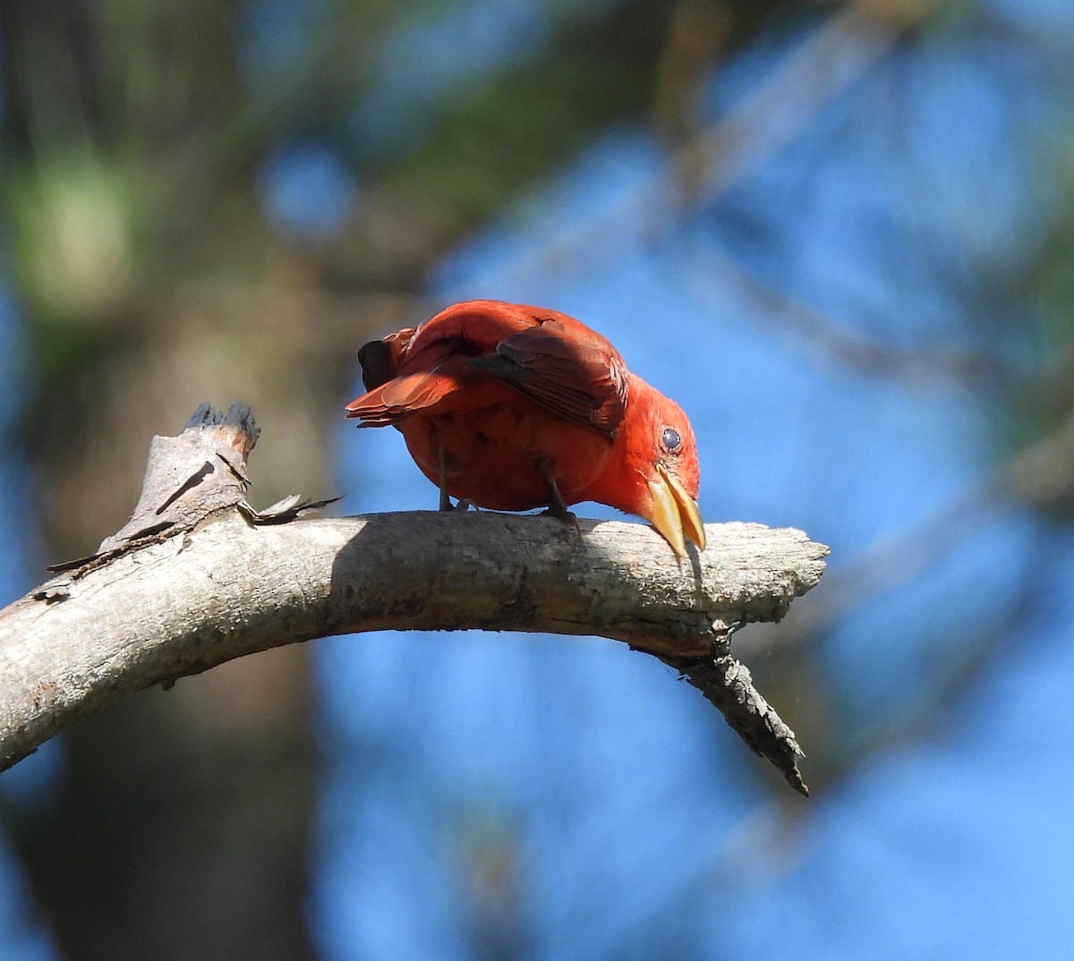 Summer Tanager - ML620007427