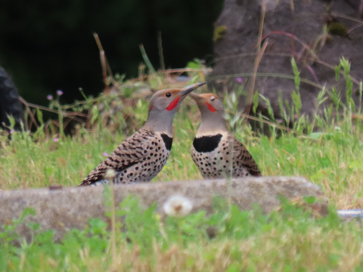 Northern Flicker (Yellow-shafted x Red-shafted) - ML620007436