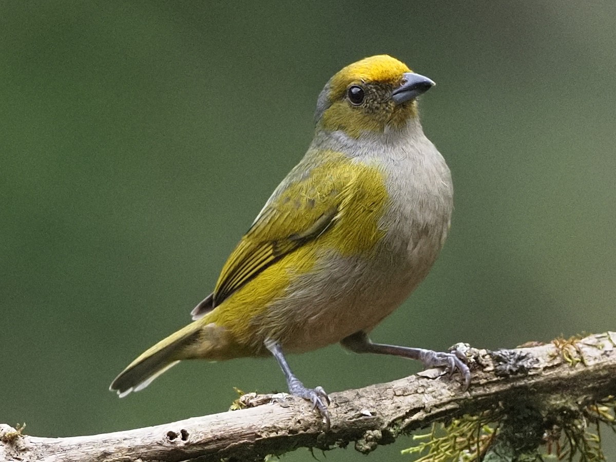Silver-throated Tanager - ML620007437