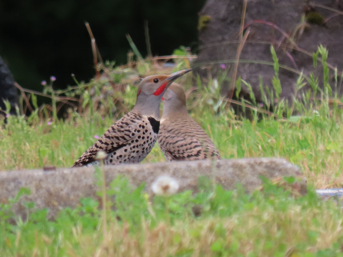 Northern Flicker (Yellow-shafted x Red-shafted) - ML620007439