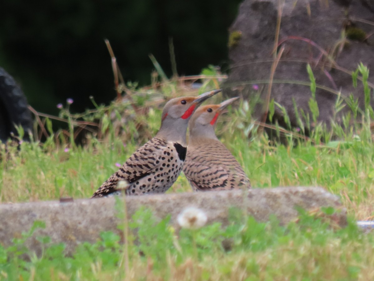 Northern Flicker (Yellow-shafted x Red-shafted) - ML620007448