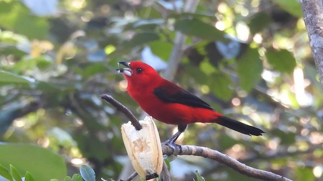 Brazilian Tanager - ML620007452