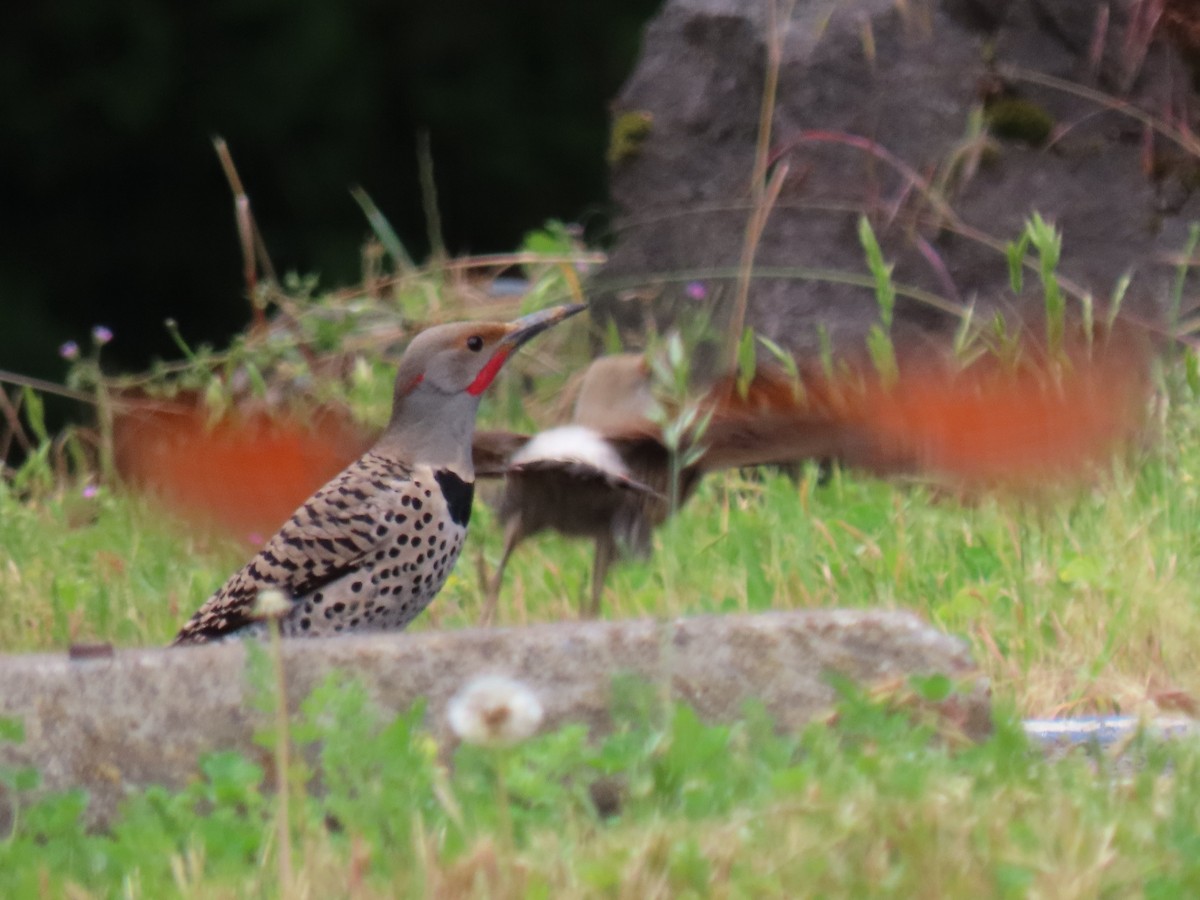 Northern Flicker (Yellow-shafted x Red-shafted) - ML620007453