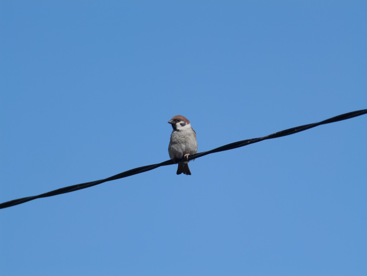 Eurasian Tree Sparrow - ML620007455