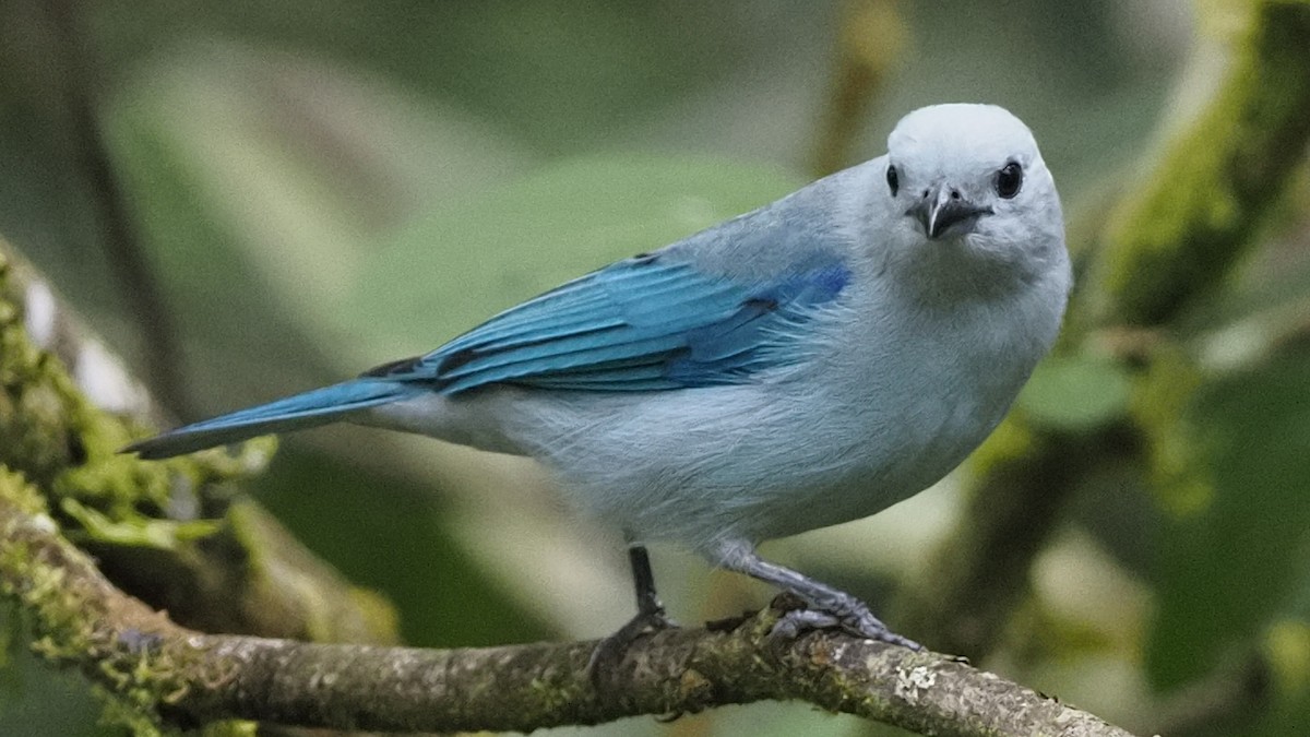 Blue-gray Tanager - ML620007458