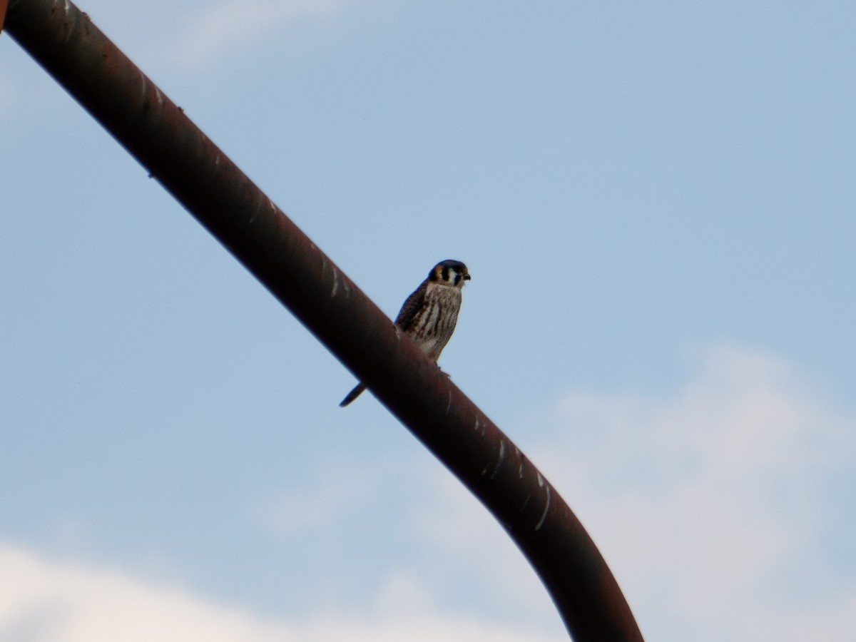 American Kestrel - ML620007461