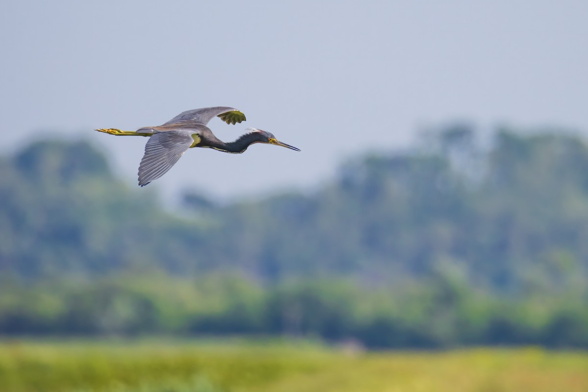 Tricolored Heron - ML620007465