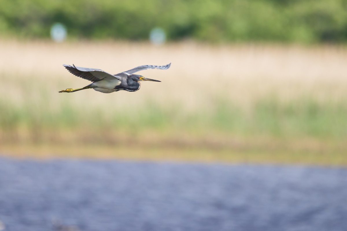 Tricolored Heron - ML620007470