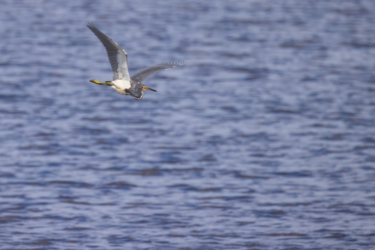 Tricolored Heron - ML620007473