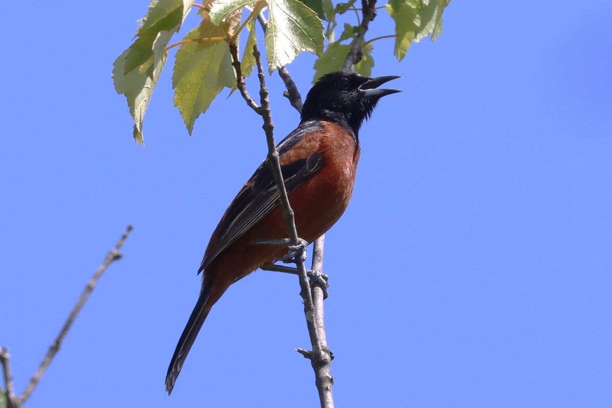 Orchard Oriole - ML620007484